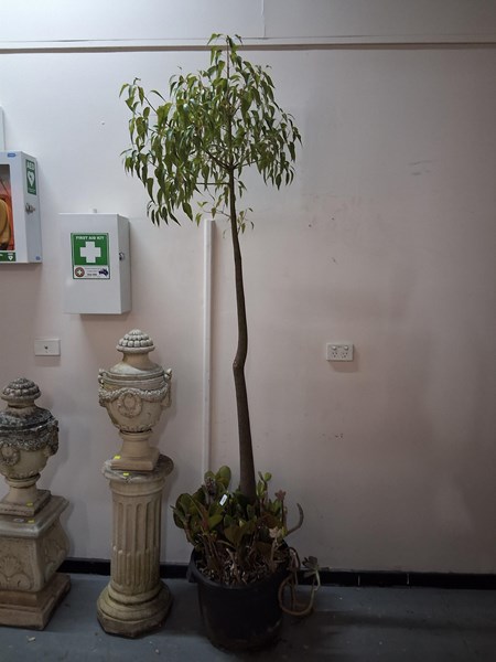 Lot 416 - PLANT