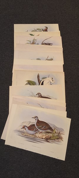 Lot 1426 - GOULDS PIGEONS