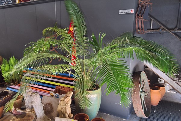Lot 481 - PALM TREE