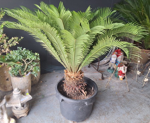 Lot 484 - CYCAD