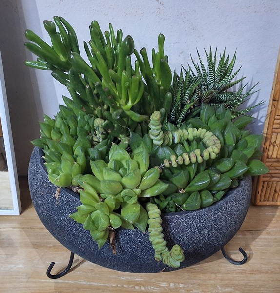 Lot 453 - SUCCULENT GARDEN