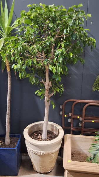 Lot 477 - POTTED FICUS