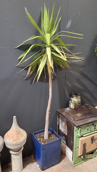 Lot 475 - POTTED PLANT