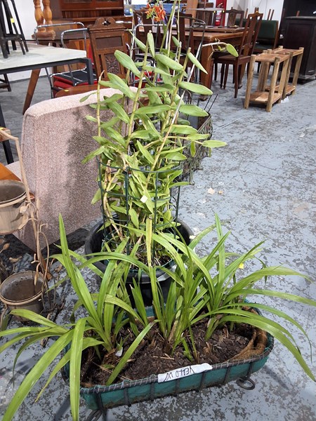 Lot 274 - CRUCIFIX ORCHID