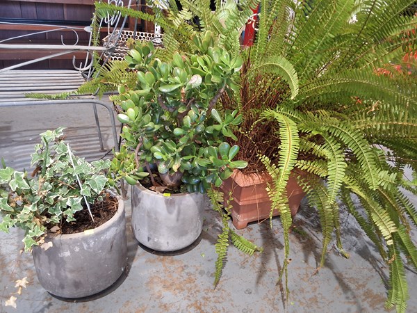 Lot 277 - POTTED GARDEN PLANTS